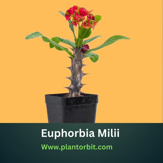 Euphorbia Milii Dwarf Red