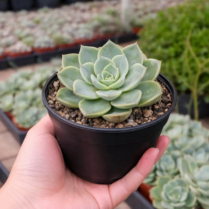 Mini Echieveria (Bare Rooted)