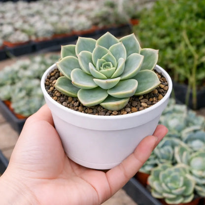 Mini Echieveria (Bare Rooted)