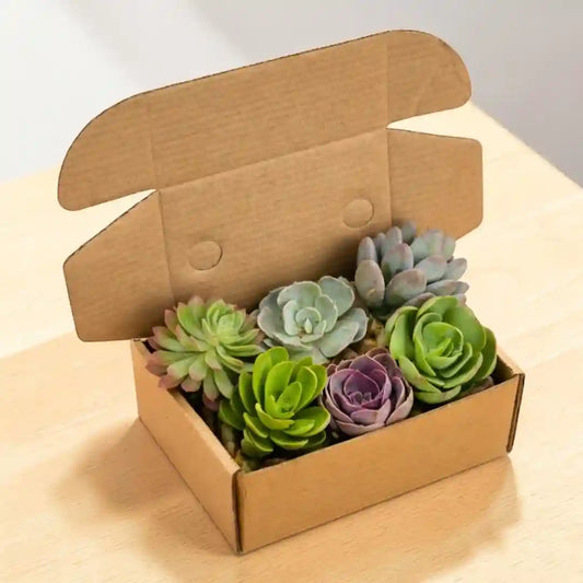 Mini Succulent Gift Hamper Box-Set of 6 Live Succulent Plants by Plant Orbit