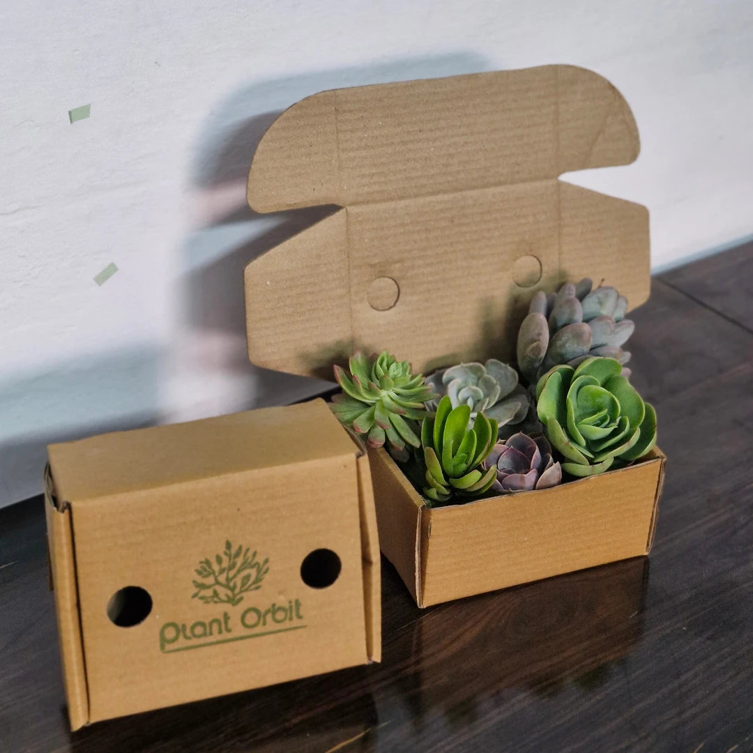 Mini Succulent Gift Hamper Box( Bare-rooted )-Set of 6 Live Succulent Plants by Plant Orbit