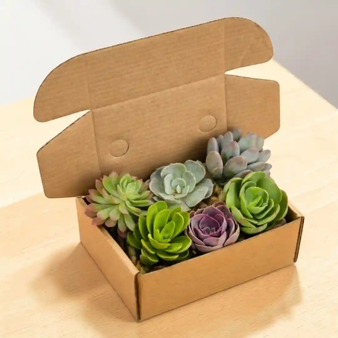 Open cardboard box containing a variety of indoor succulent plants on a light wooden surface.