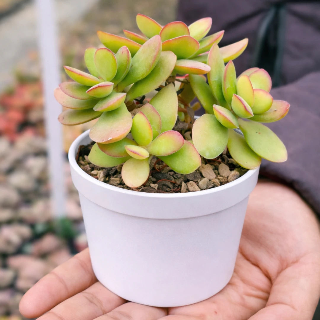 Mini Variegated Jade Plant with thick, oval green and yellow leaves edged in pink, growing in a white pot held in a person’s hand at a plant nursery.