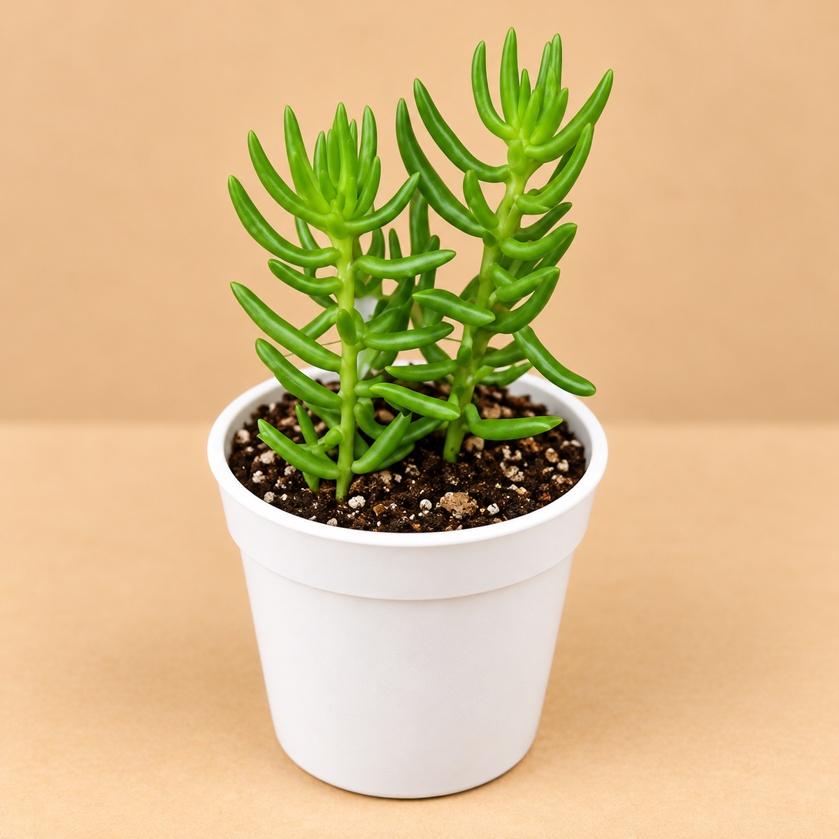 Crassula Tetragona