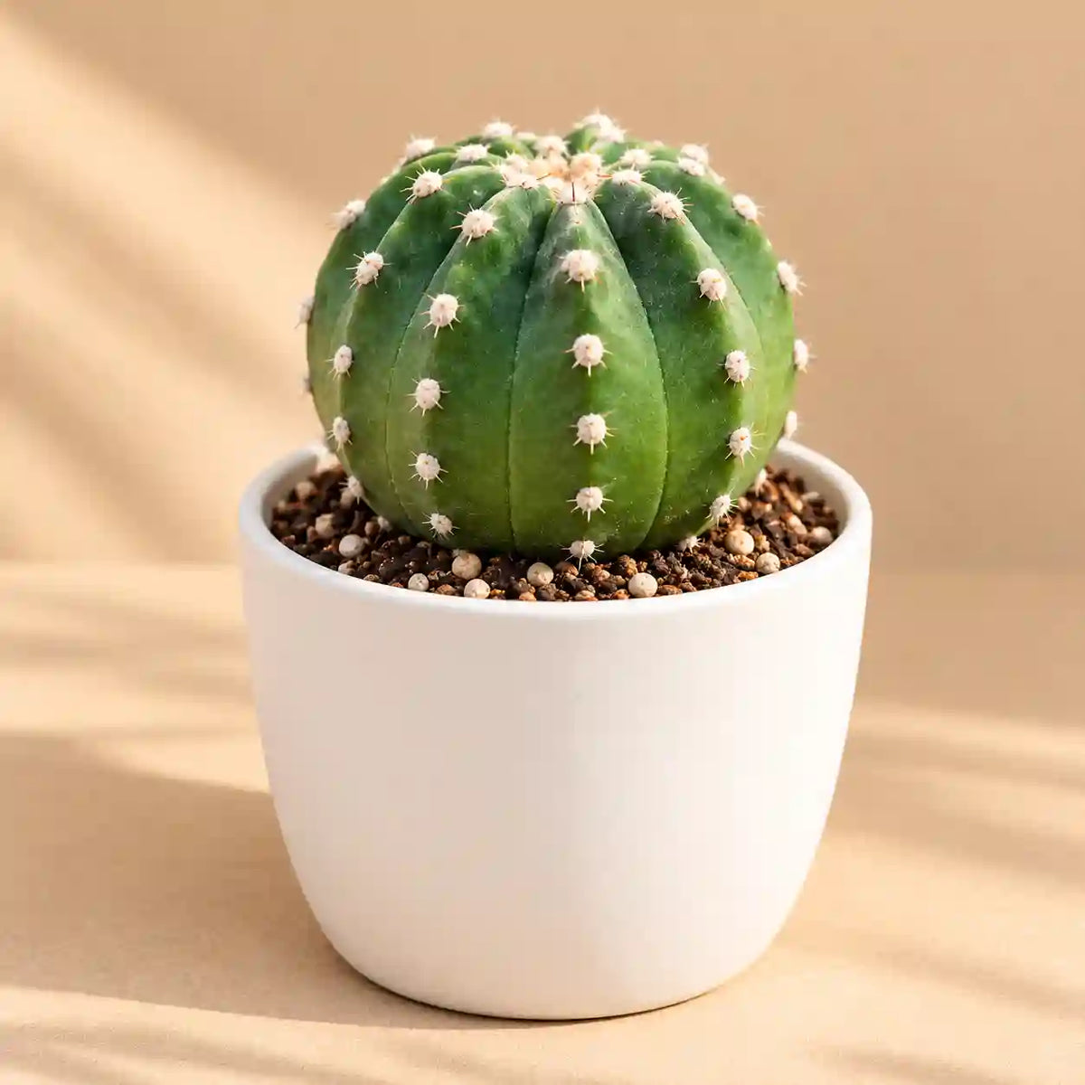 Echinopsis Subdenudata