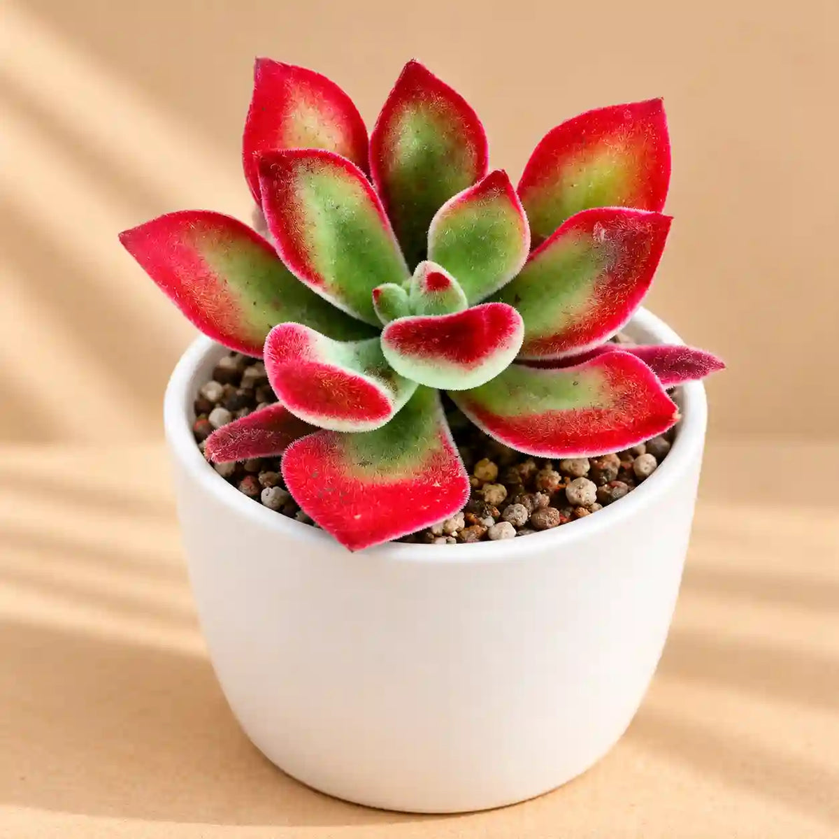 Echeveria Pulvinata