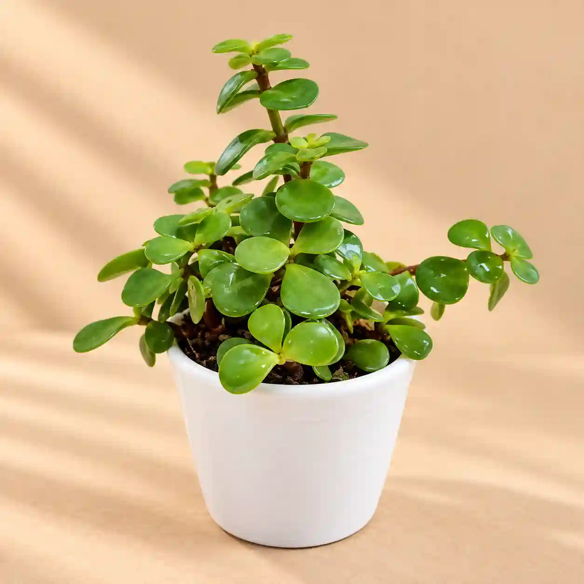 Green Mini Elephant Bush