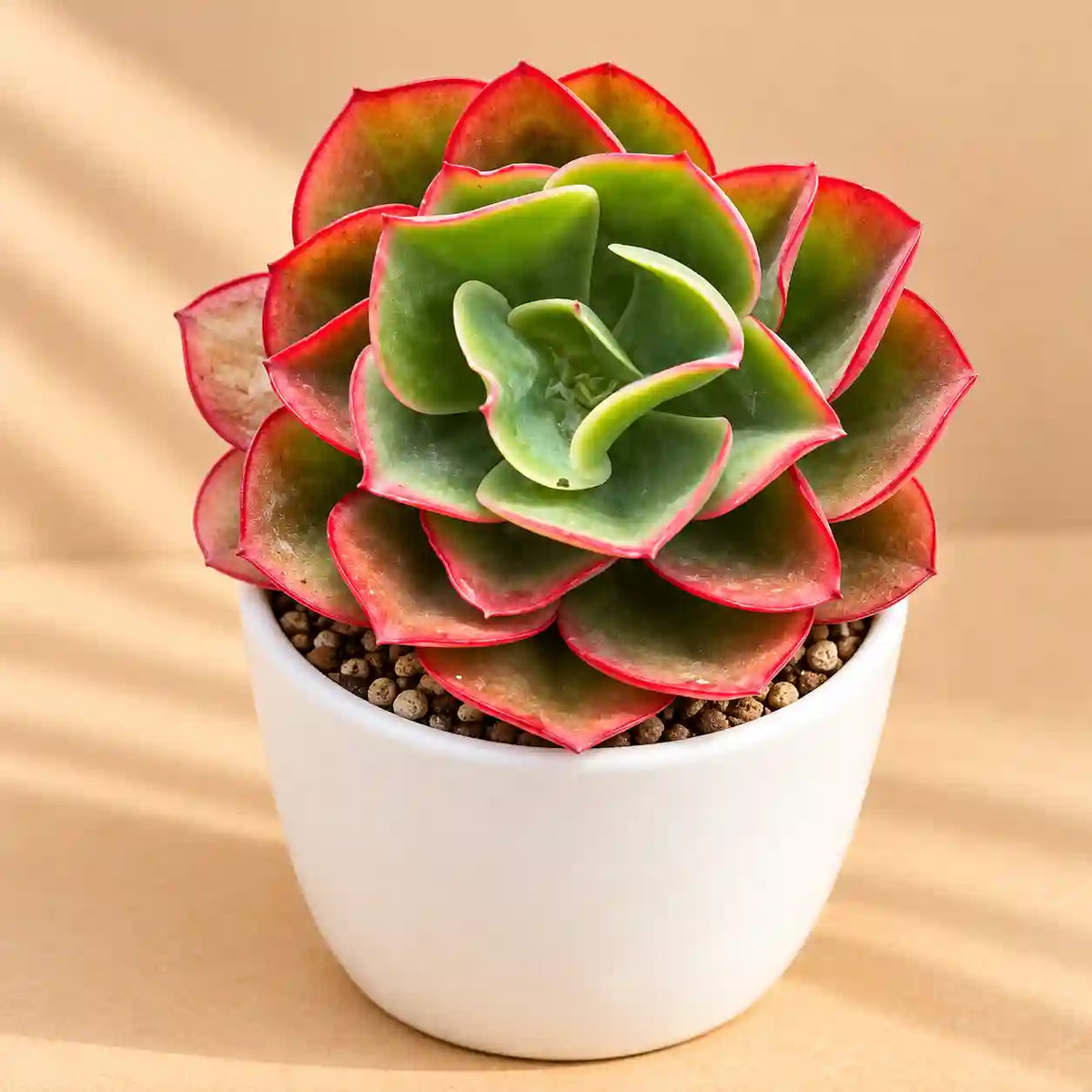 Echeveria pallida E.Walther