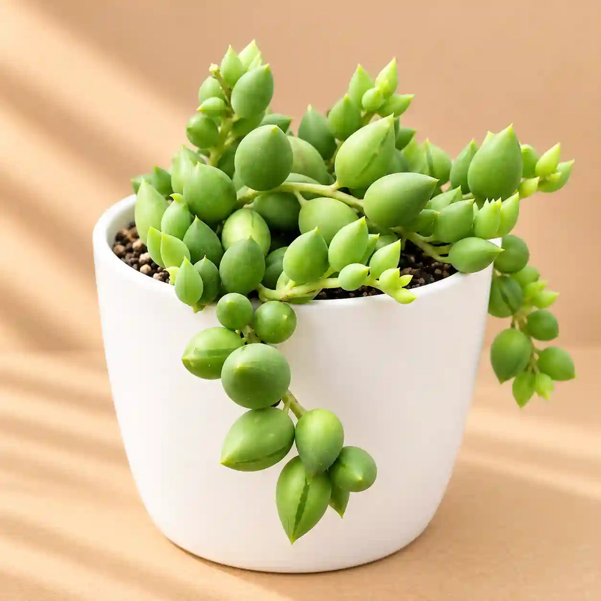 Senecio citriformisis
