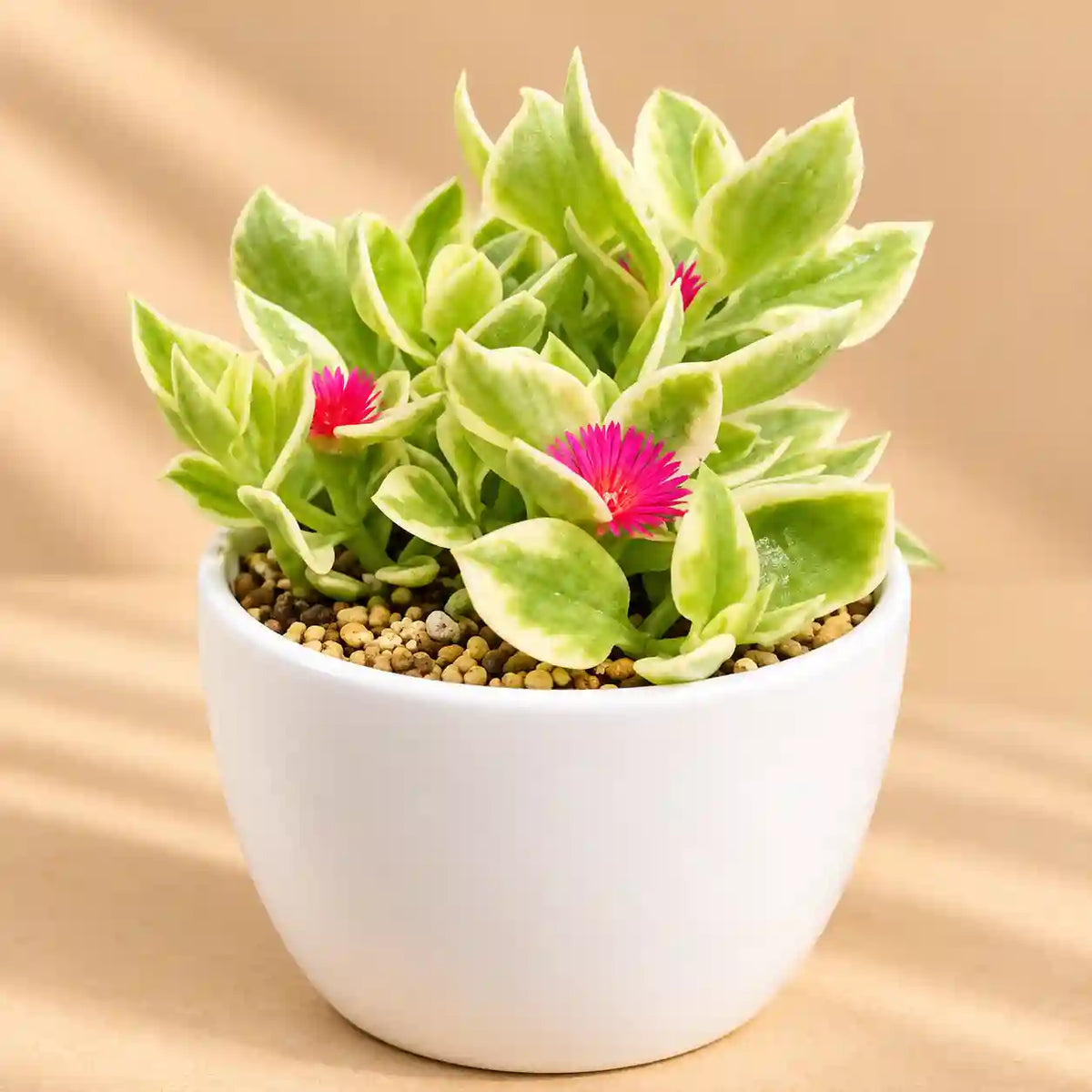 Variegated Baby Sunrose
