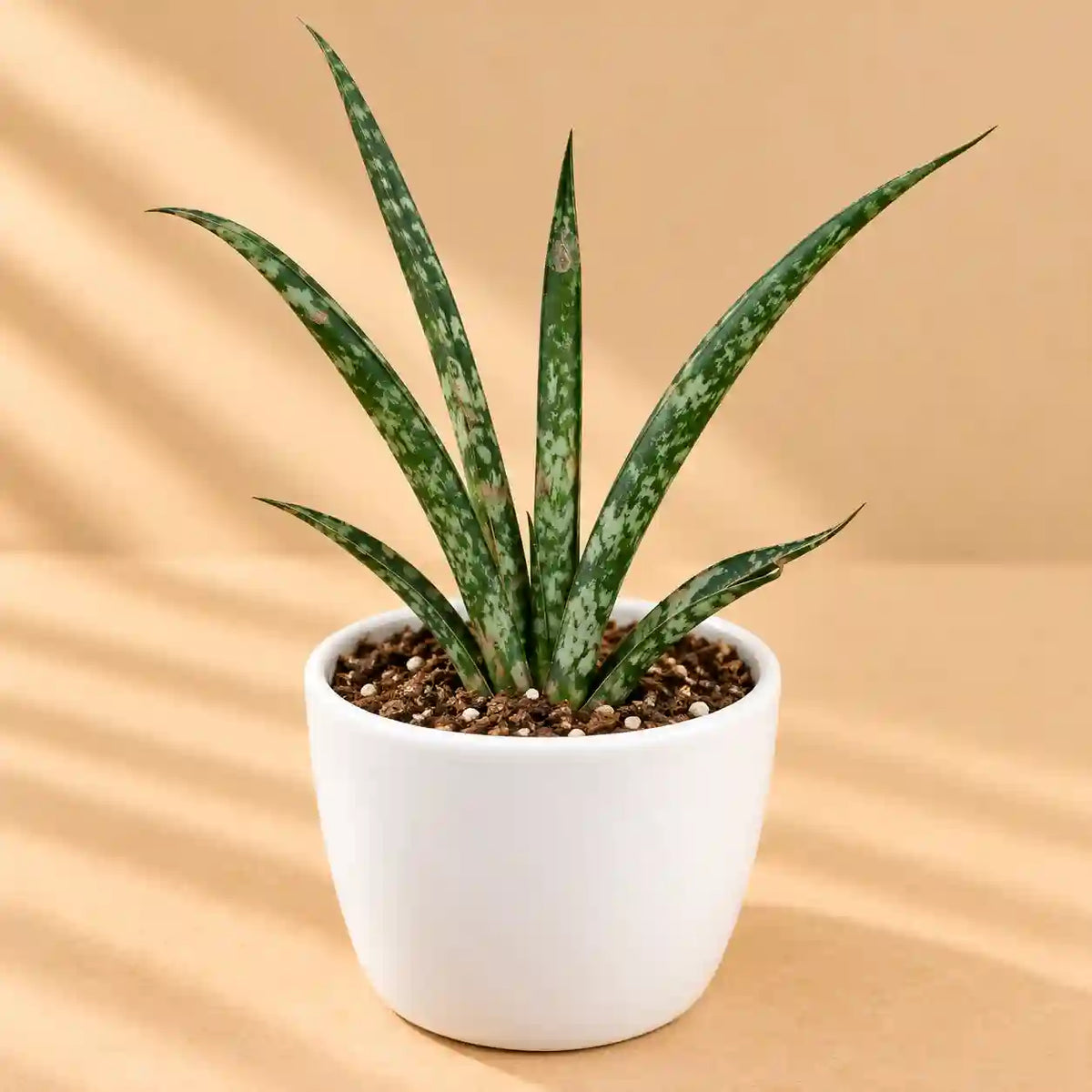 Sansevieria bacularis ‘Mikado’ – Fernwood Snake