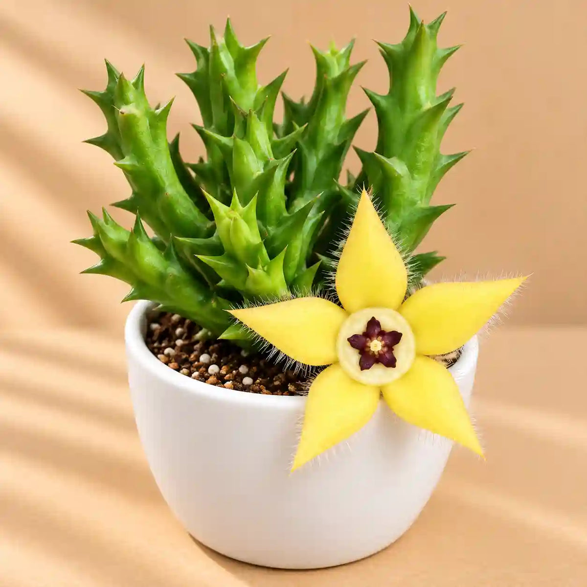 Orbea Semota Var Lutea