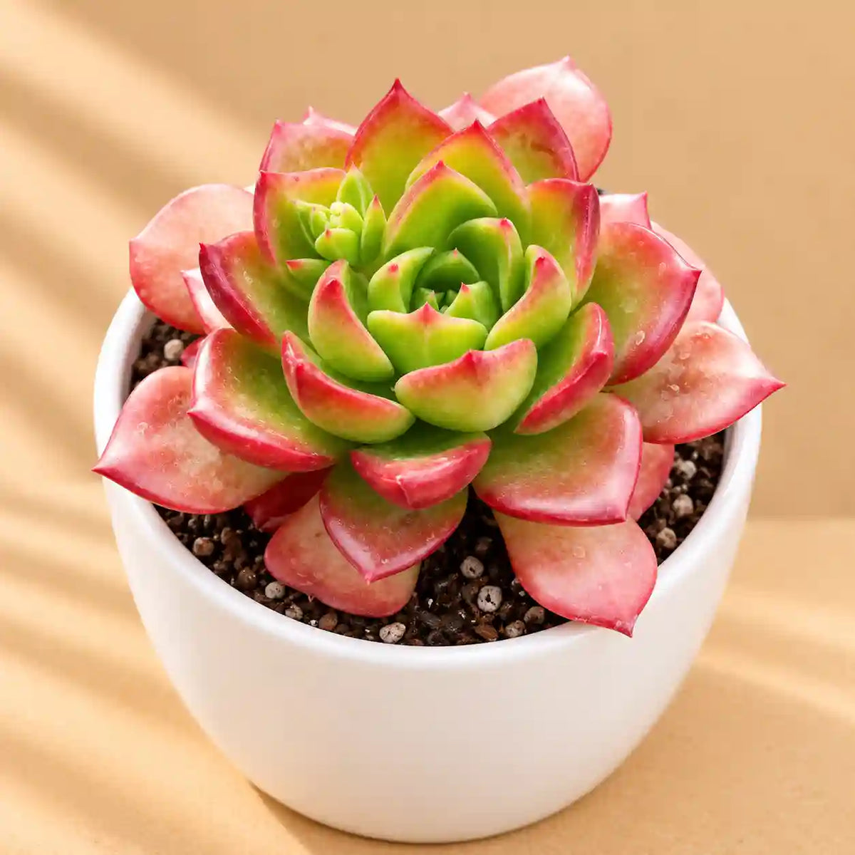 Sedeveria letizia