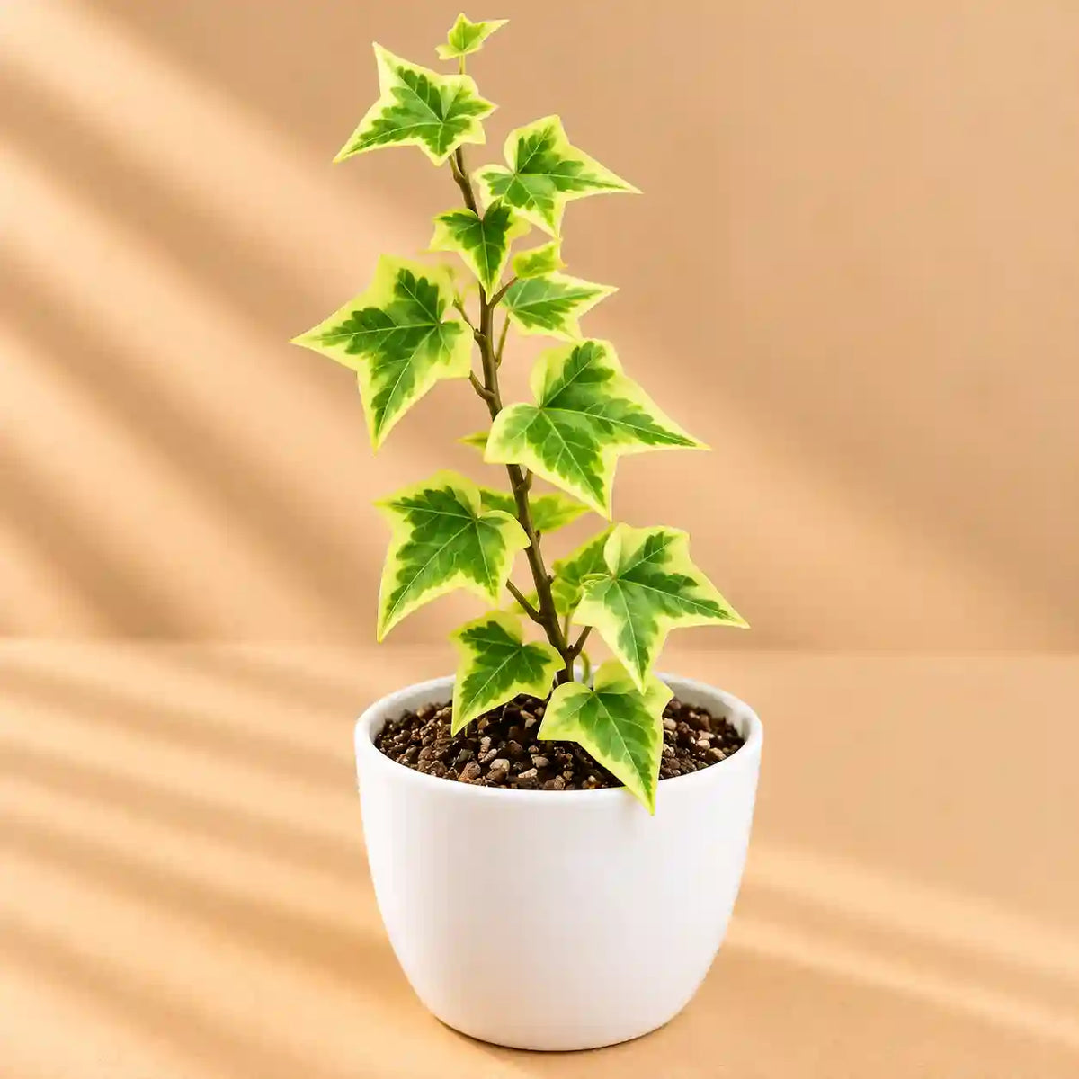English Ivy