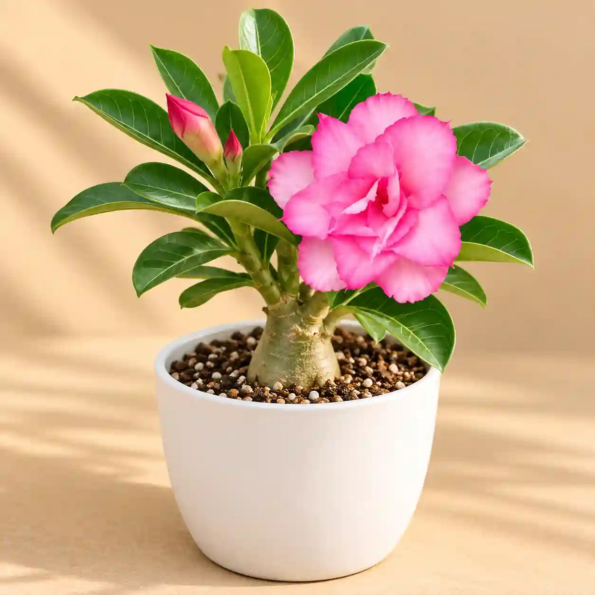Pink Adenium