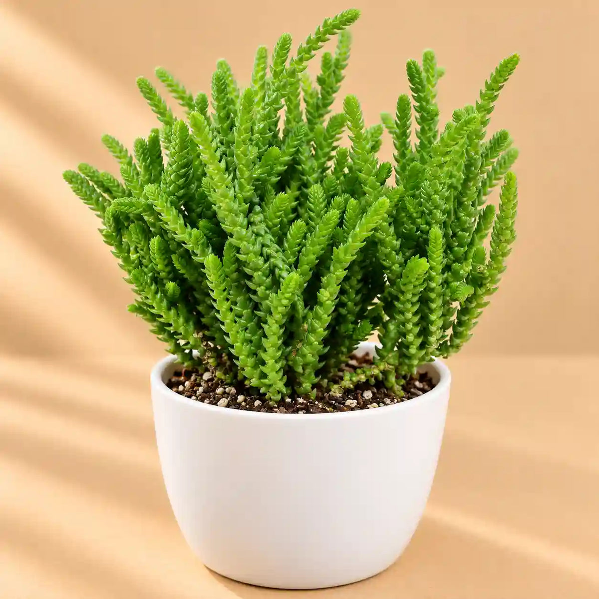 Crassula Muscosa