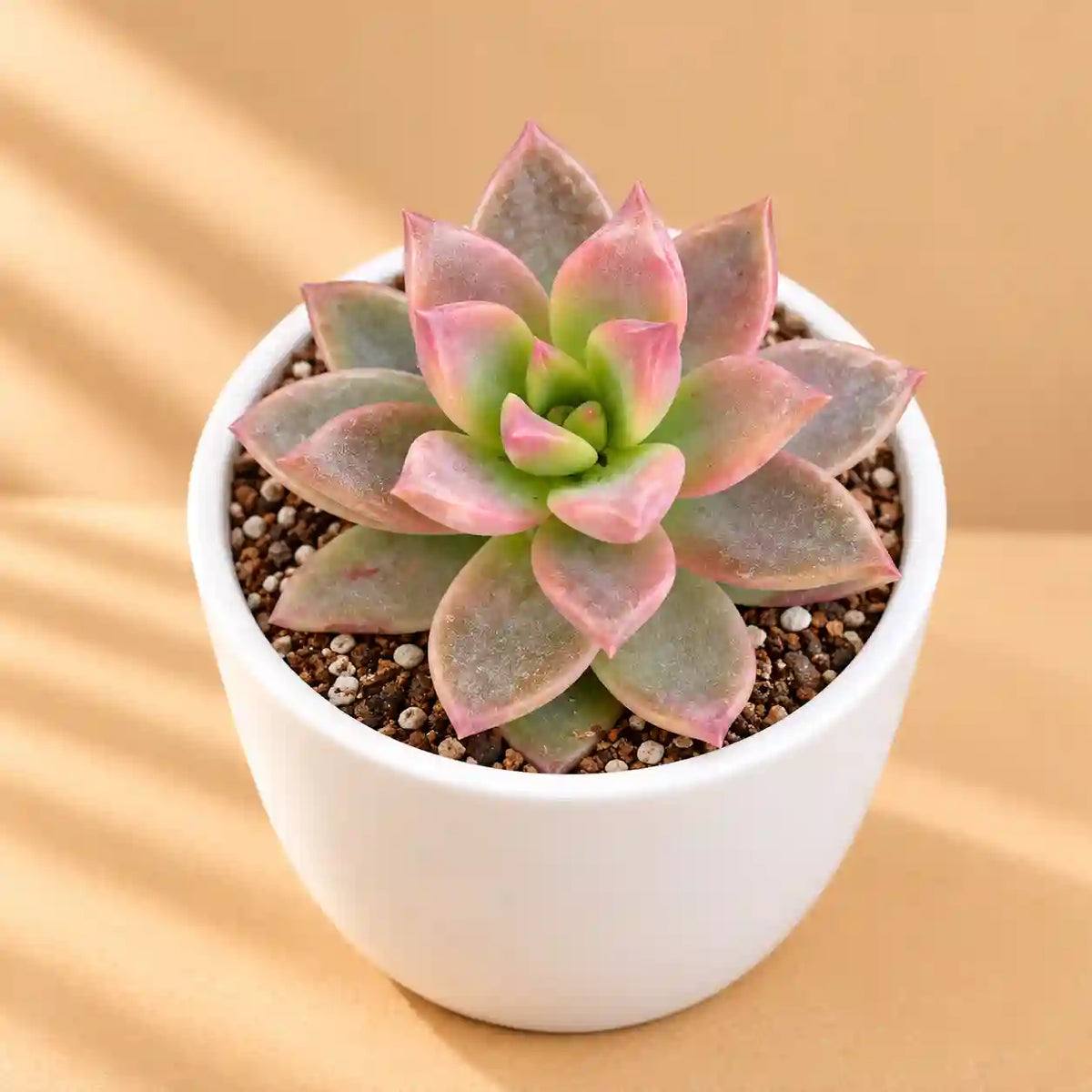 Graptosedum Alpenglow
