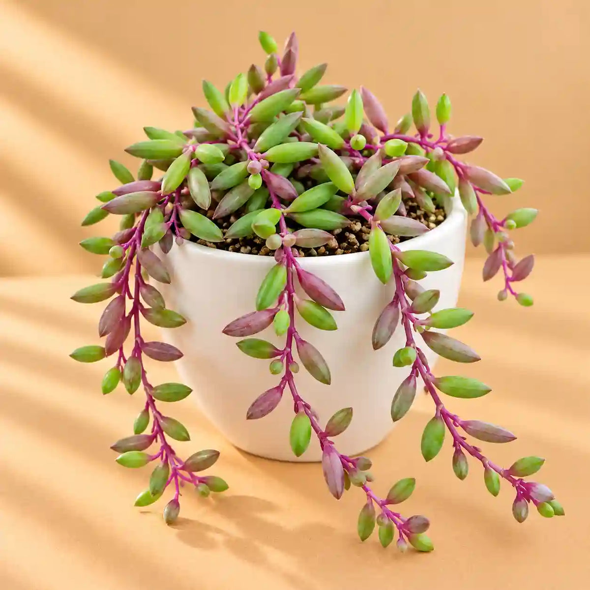 Othonna capensis-Ruby Necklace