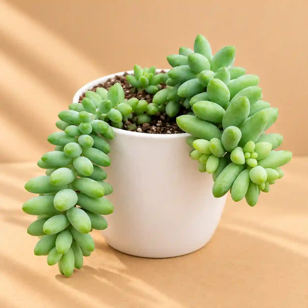 Burro’s Tail