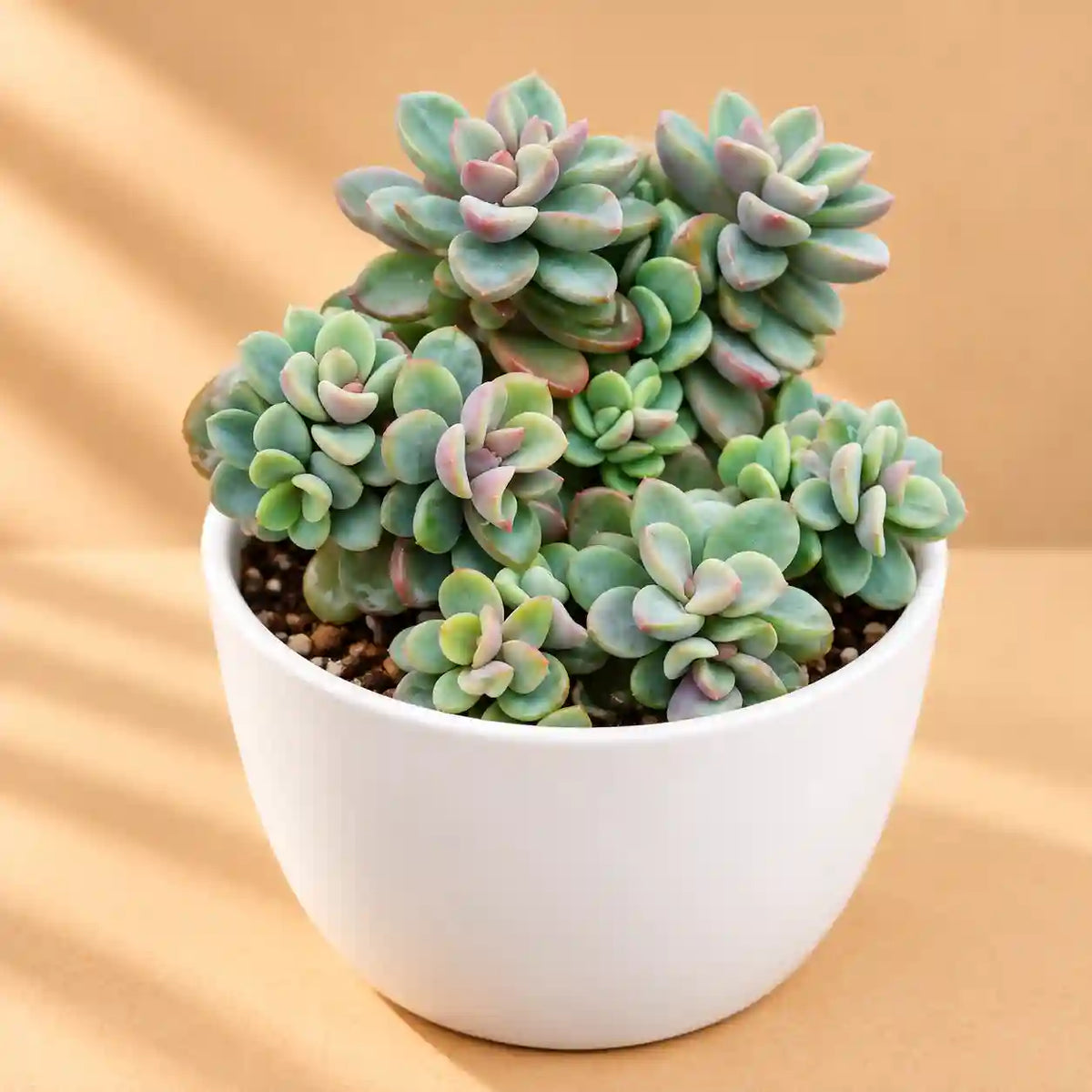 Graptopetalum Amenthesium - Pink Moonstone