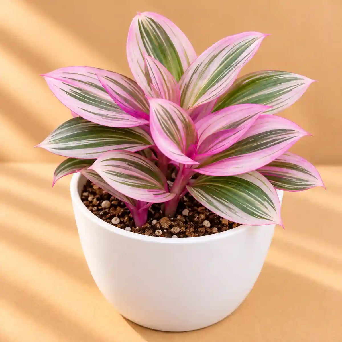 TRADESCANTIA NANOUK PINK