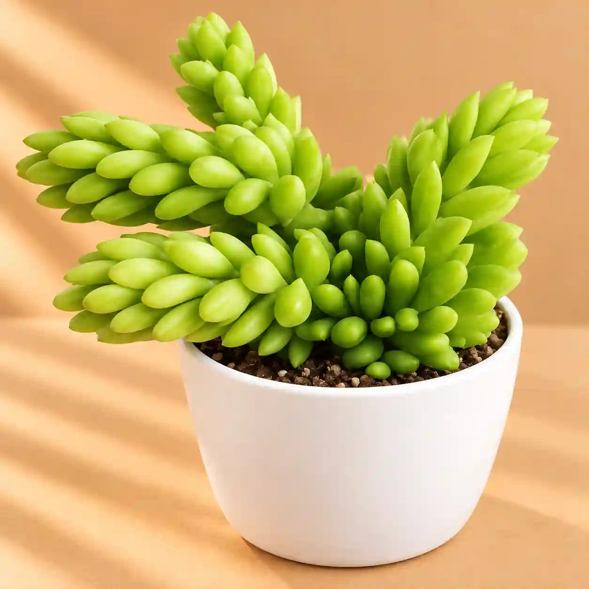 Donkey Tail
