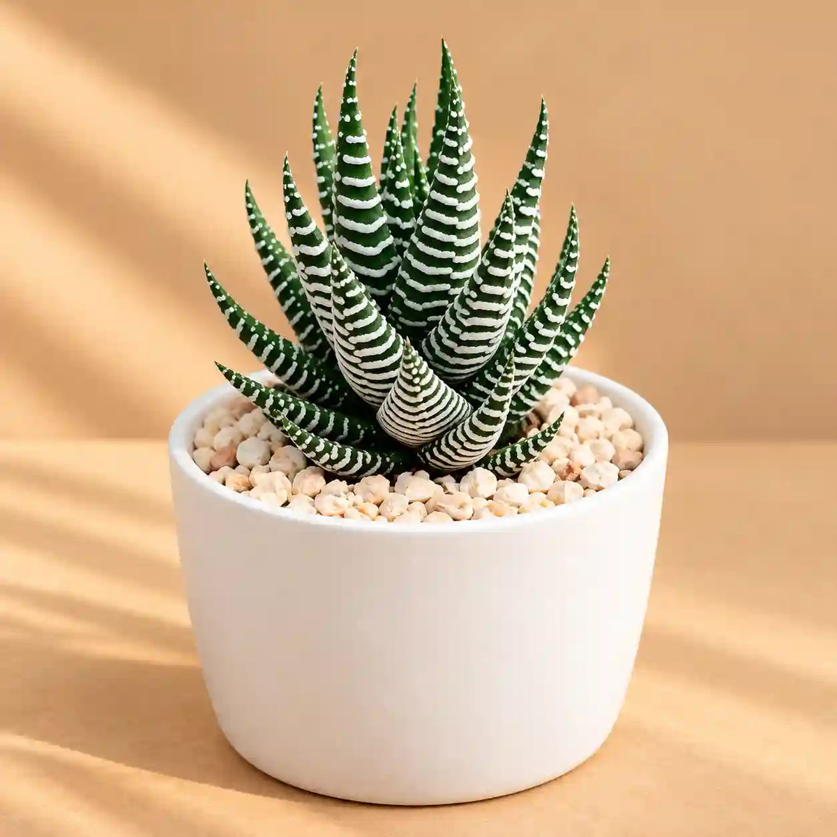 Hawothiopsis Zebra