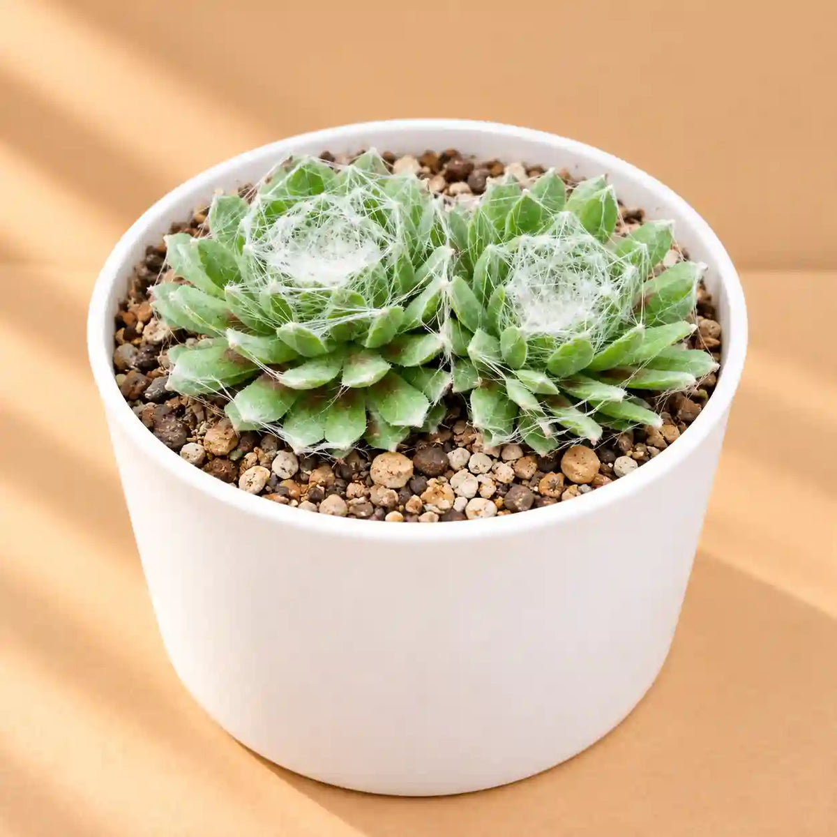 Sempervivum arachnoideum