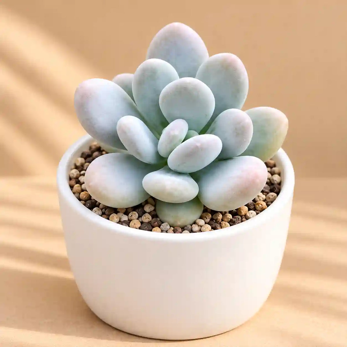 Pachyphytum Oviferum Moonstone