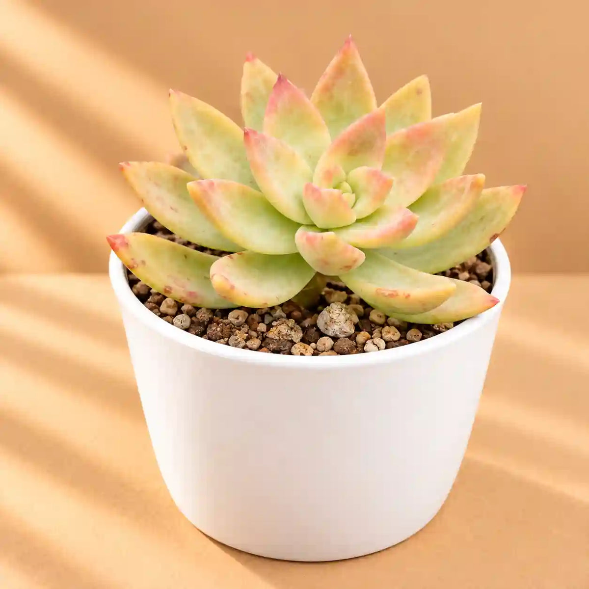 Graptosedum California Sunset
