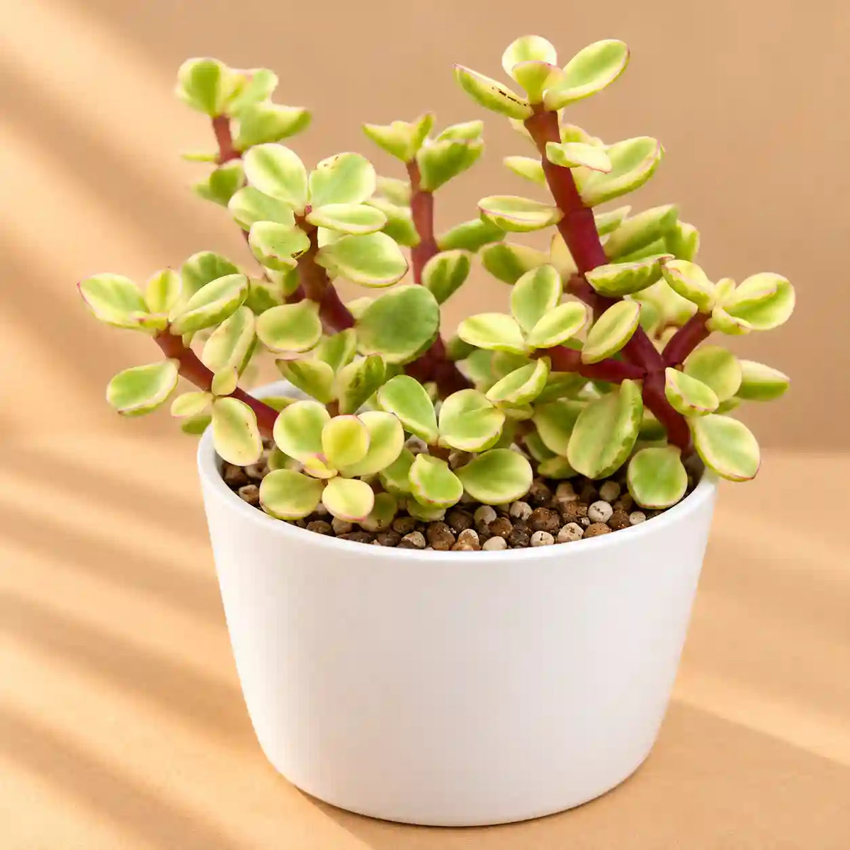 Yellow Elephant Bush