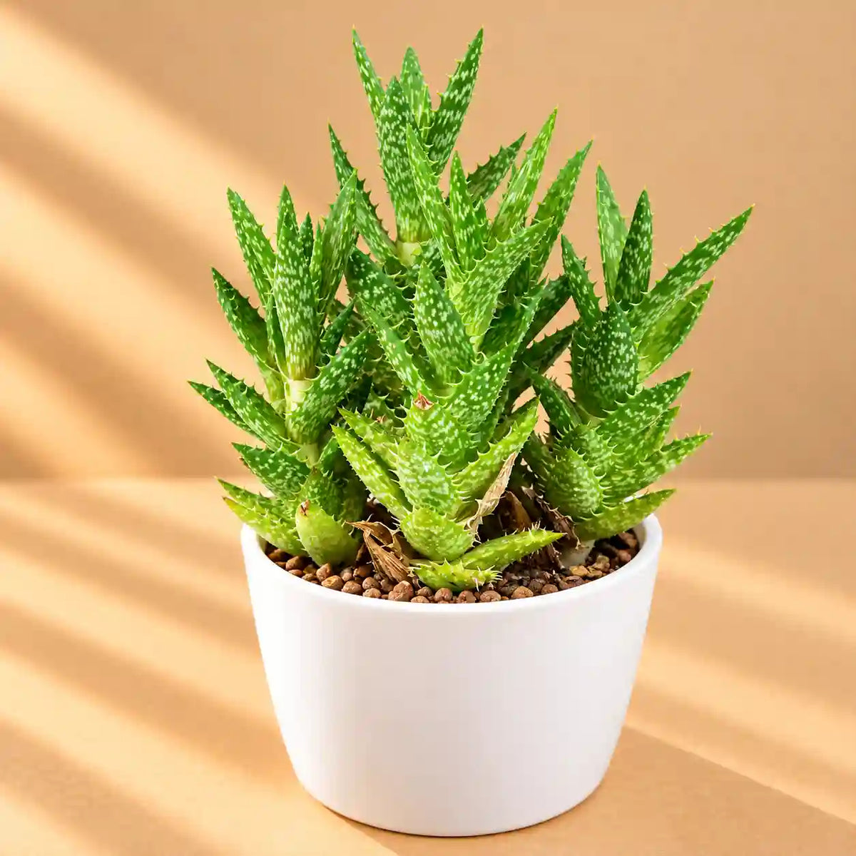 Juvenna Tiger tooth aloe