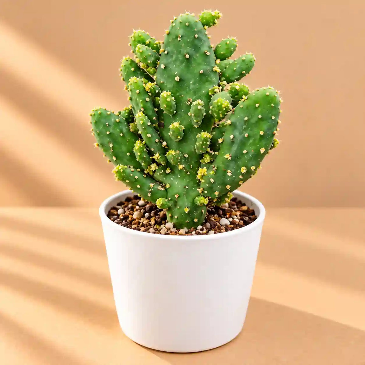 Opuntia Monocantha