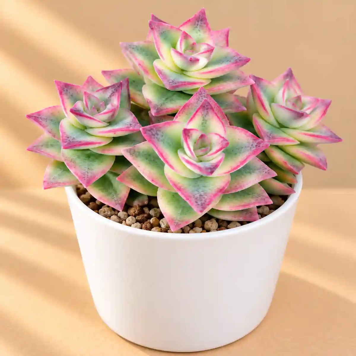 Crassula Perforata