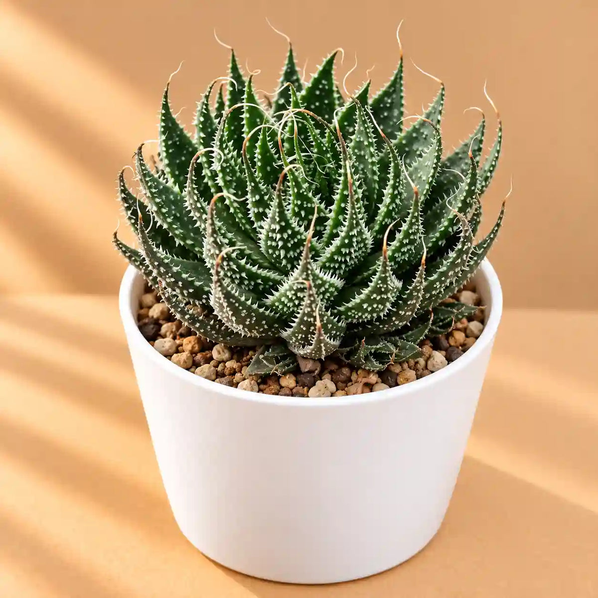 Aloe Aristata