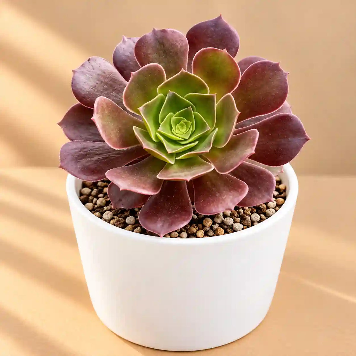 BLACK AEONIUM