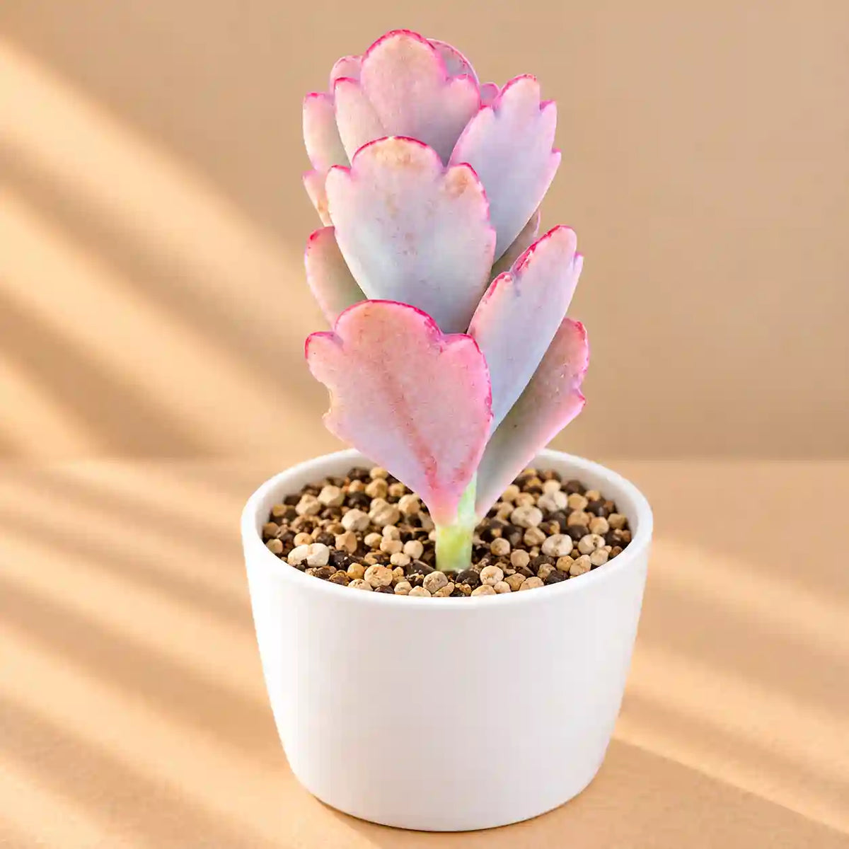 Kalanchoe Fetchschonki
