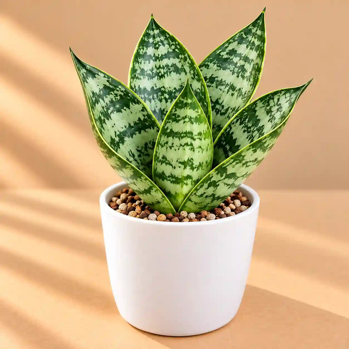 SANSEVERIA HANII DWARF (SNAKE PLANT) Bare Rooted