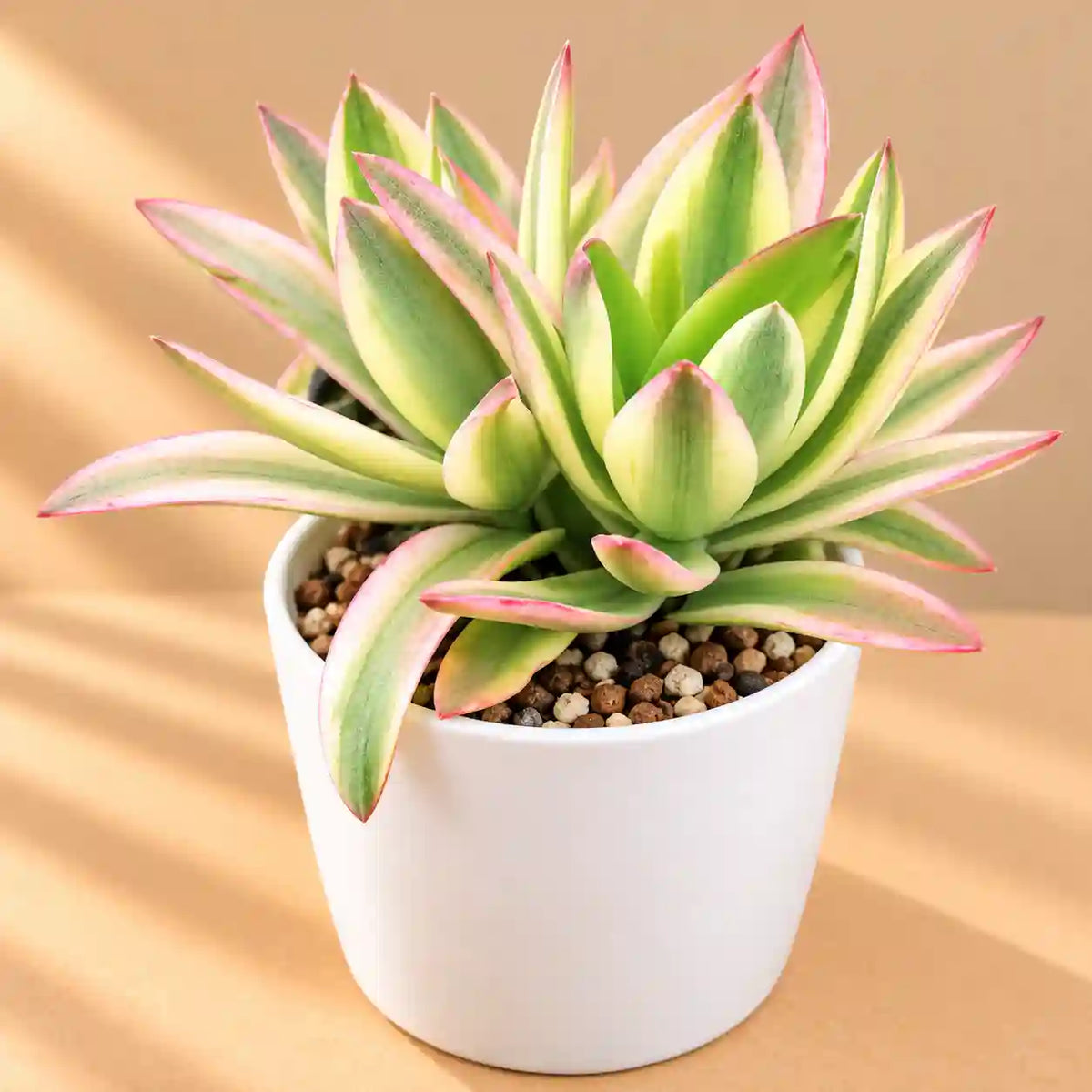 YELLOW VARIEGATED CAMFIRE