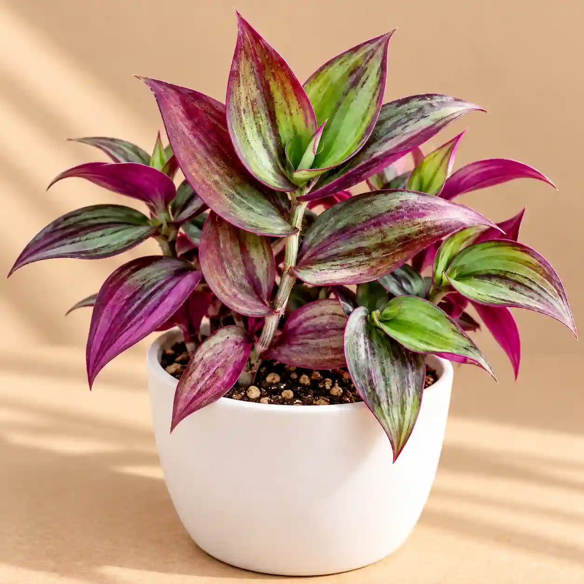 Tradescantia zebrina