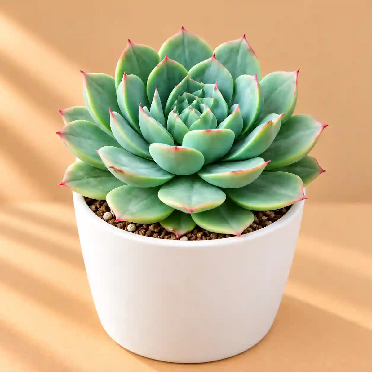 Echeveria lotus