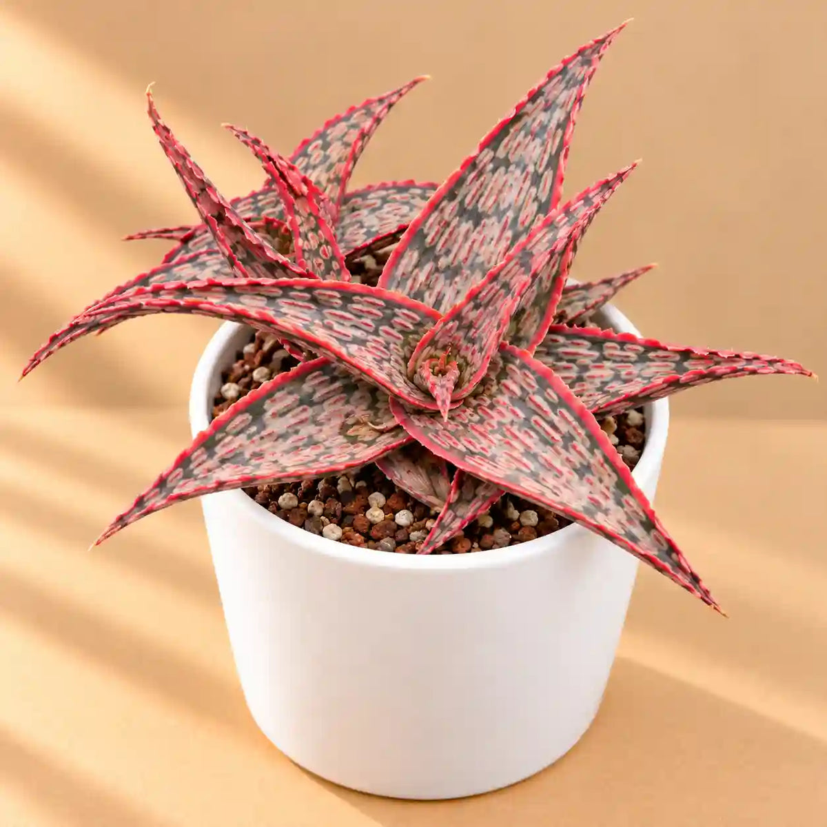 Christmas Carol Aloe