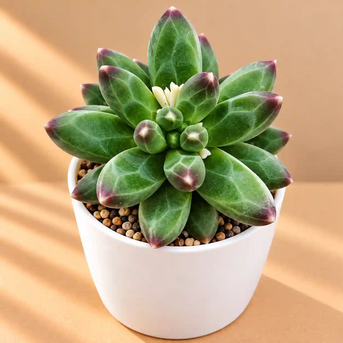 Pachyphytum compactum