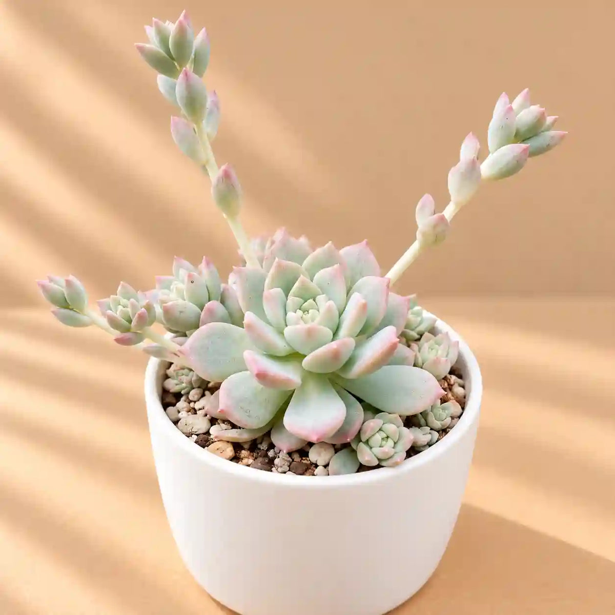 Graptopetalum Macdougallii