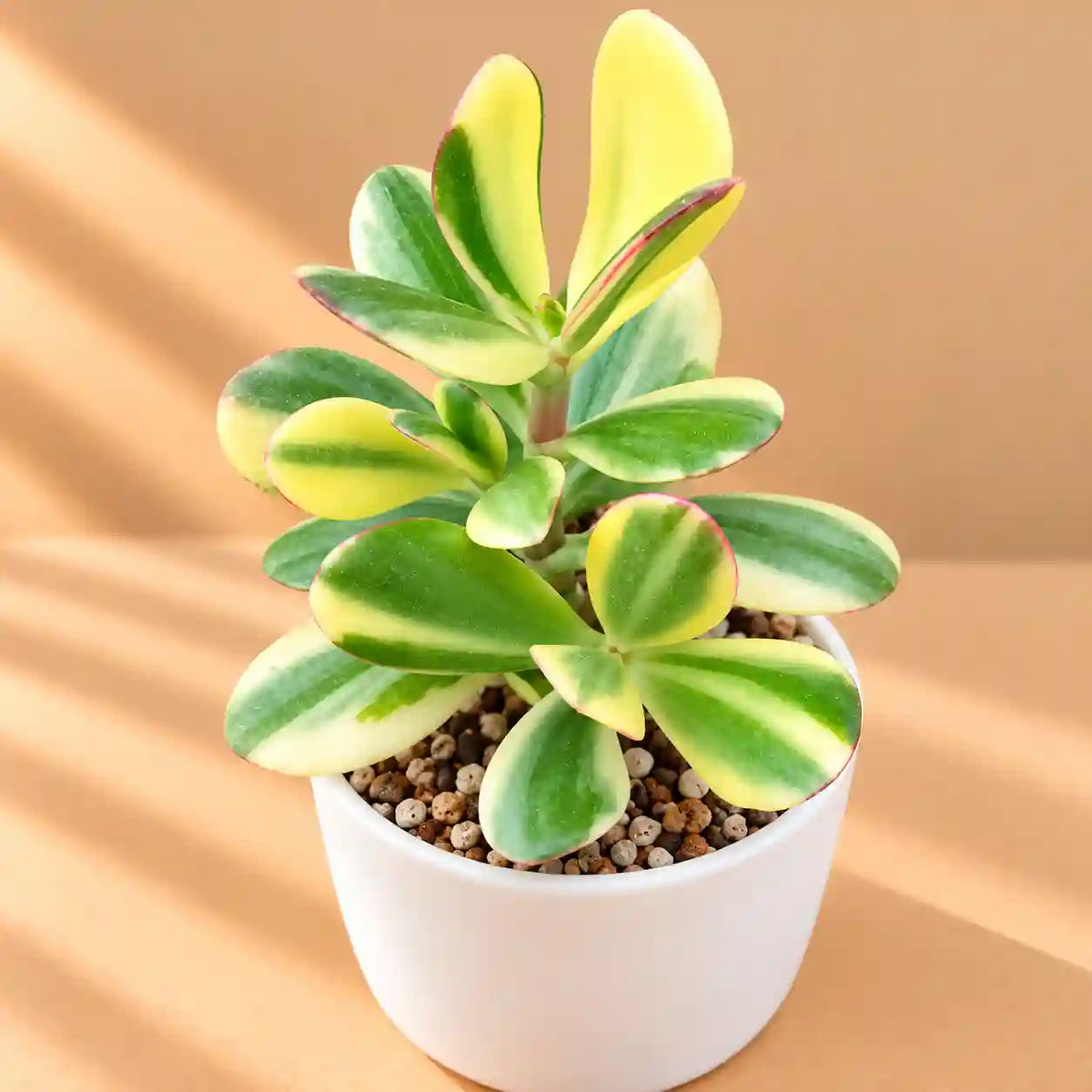 Variegated Jade Plant