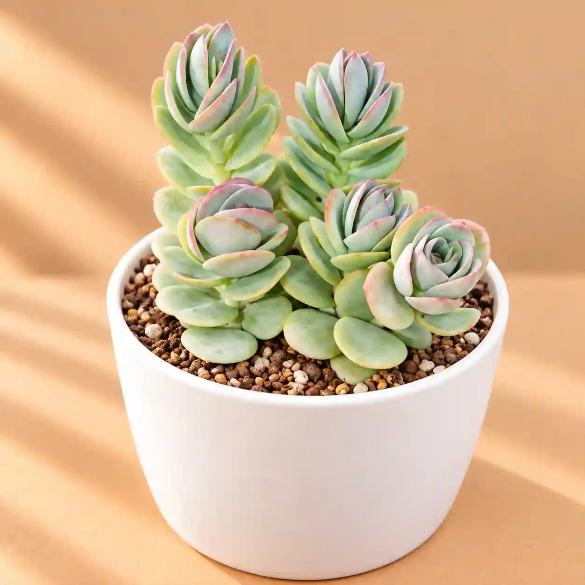 Kalanchoe Marnieriana