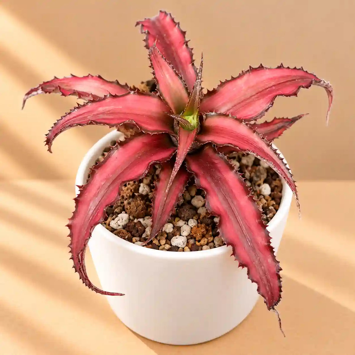 Cryptaxanthus Plant