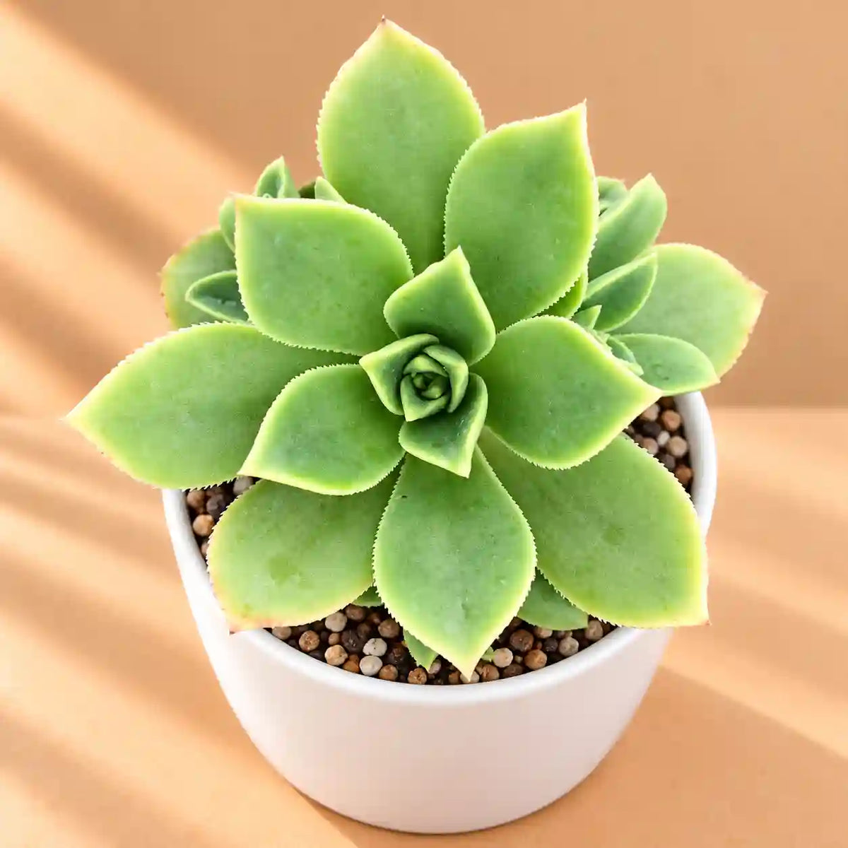 Aeonium Haworthii