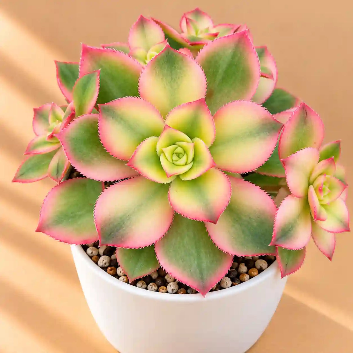 Aeonium Kiwi