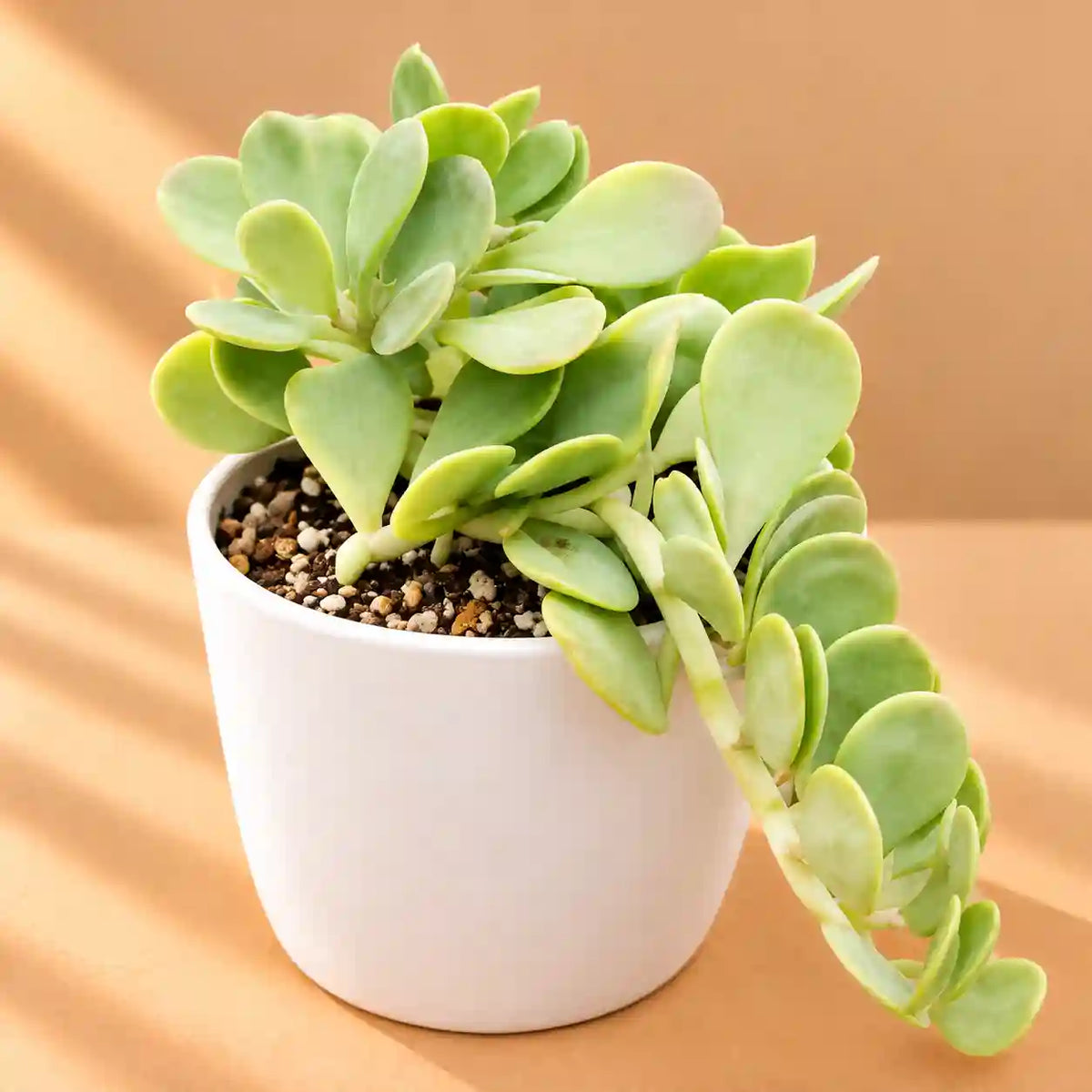 Senecio jacobsenii